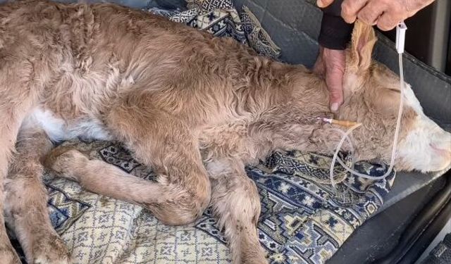 Buzağısının serumu bitene kadar başından ayrılmadı