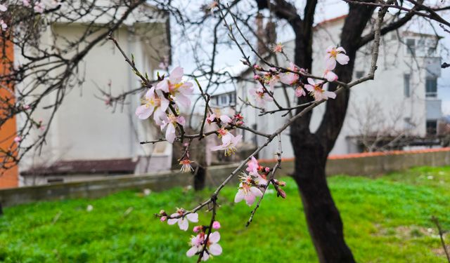 Meyve ağaçları, şubat ayında çiçek açtı
