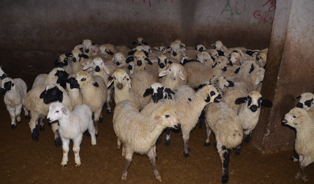 Kuzu ve oğlaklar besicilerin mesaisini artırdı