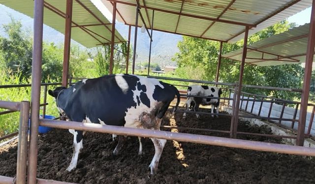 11 mahalle şap hastalığı nedeniyle karantinaya alındı