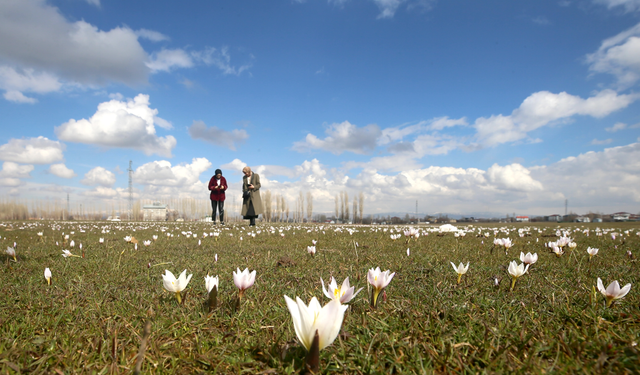 Muş Ovası çiğdemlerle bahara büründü