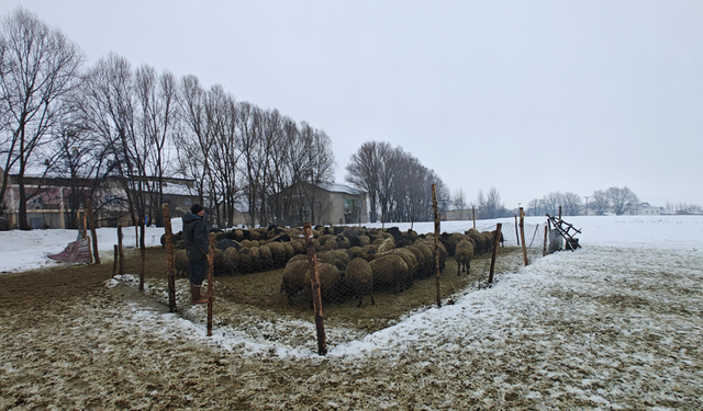 Devlet desteğiyle hayvancılık gelişiyor