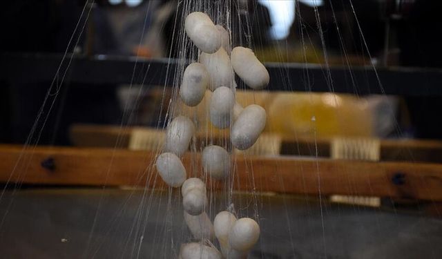 İpekböcekçiliği sektörü koza üretiminde çıtayı yükseltti