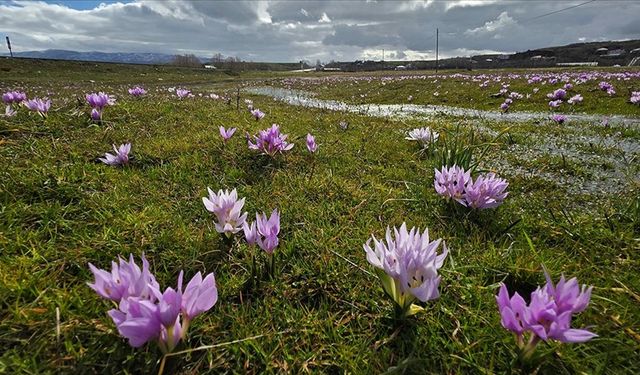 Bingöl'de baharın müjdecisi çiğdemler açtı