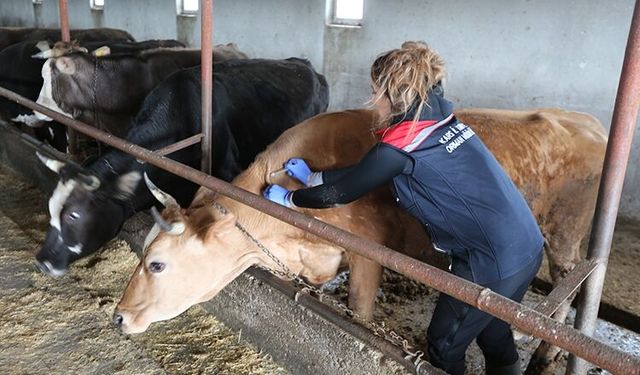 Hayvan sağlığı için uluslararası işbirliği güçleniyor
