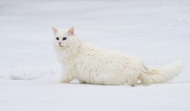 Van'da hedef orijinal Van kedisi yavru sayısını artırmak