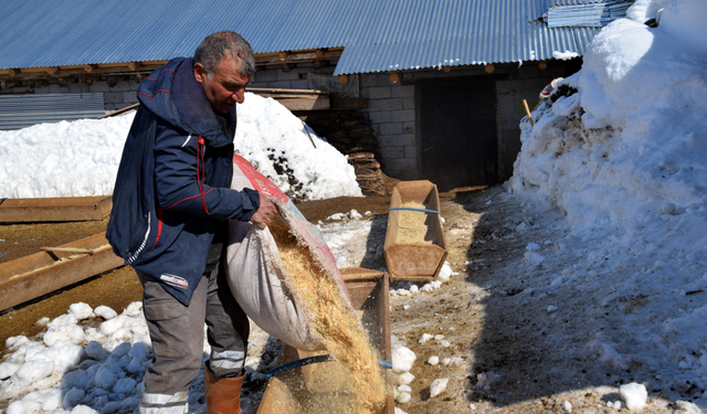 100 koyunu 4 yılda 680'e çıkardı