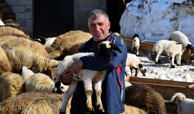 Annesiz kalan 20 günlük kuzuyu biberonla büyütüyor