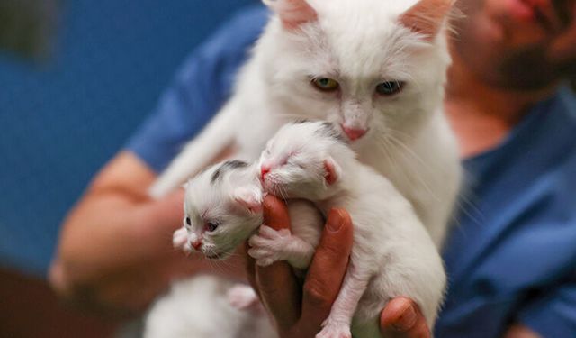 Van kedilerinde 'B' kan grubunun daha baskın olduğu belirlendi