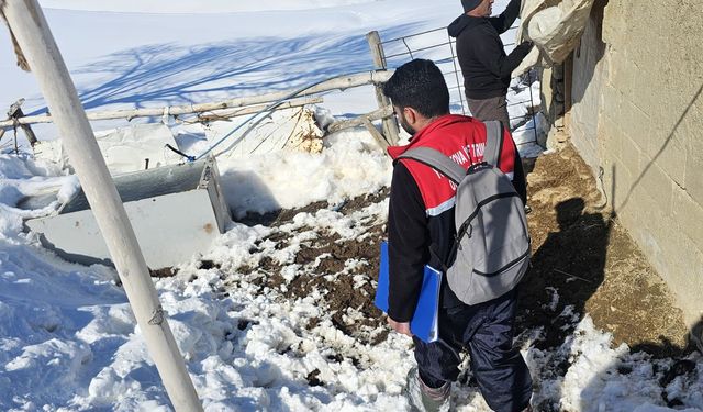 Hakkari’de hayvan sağlığı denetimleri sürüyor