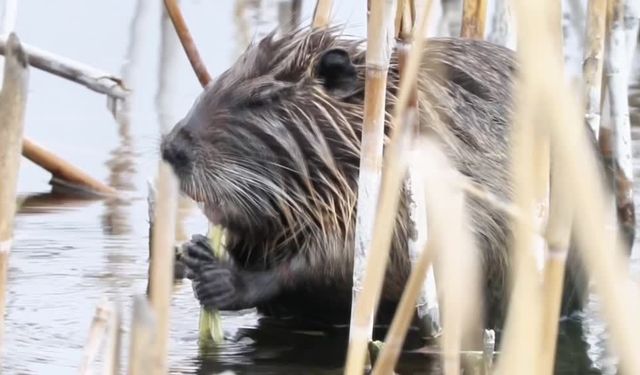 Su maymunu beslenirken görüntülendi