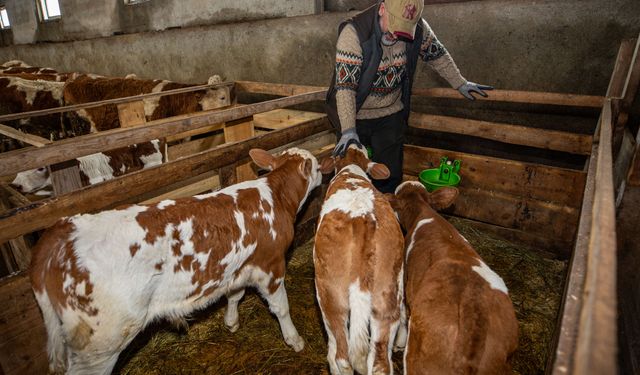 Köyüne dönen mühendis hayvancılıkta örnek oluyor