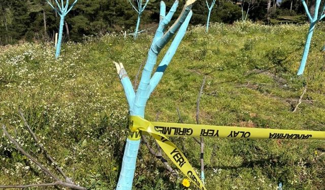 700 incir ve zeytin ağacı kesildi