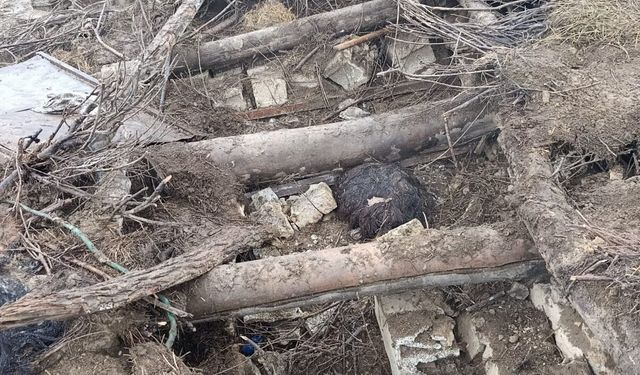 Başkale'de ahır çöktü; 20 küçükbaş telef oldu