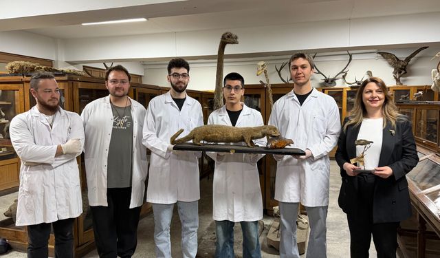 Doldurulmuş hayvan koleksiyonu, müzede korunuyor