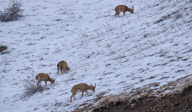 Hakkari kent girişinde dağ keçileri görüntülendi