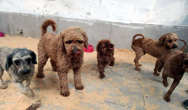 Edirne'de operasyonla 88 köpek kurtarıldı