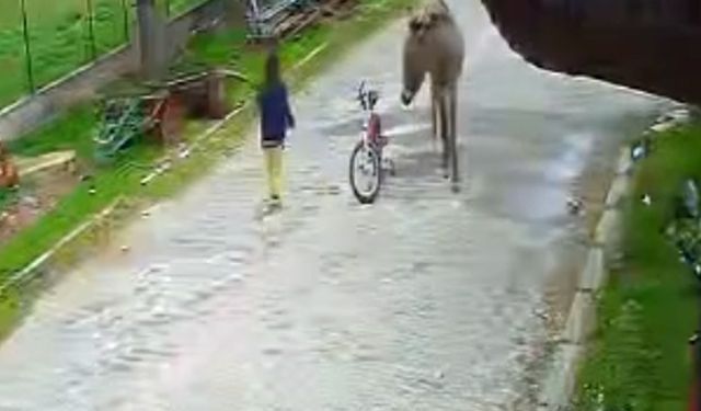 Evinin önünde oynayan çocuğa eşek saldırdı