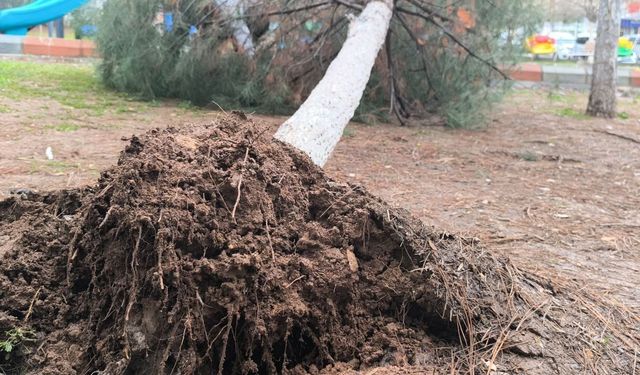 Yollar suyla doldu, ağaçlar devrildi