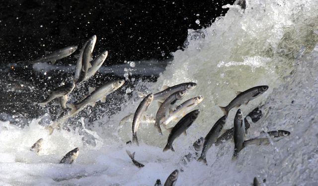 Deliçay’da su yükseldi, inci kefali göçü hareketlendi