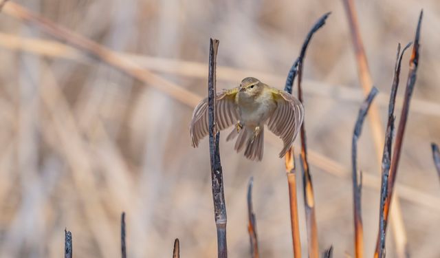Göçmen çıvgın kuşu Diyarbakır’da görüntülendi