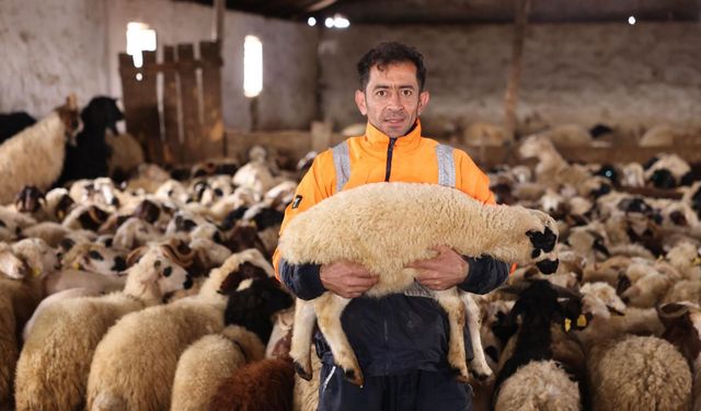 Kars’ta koyun kırkım sezonu başladı