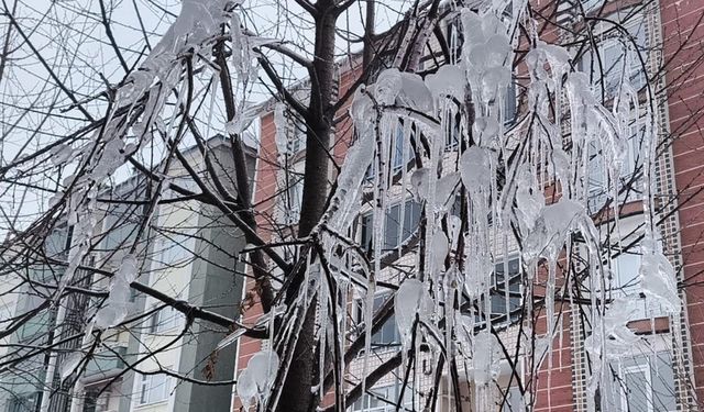 Kars’ta ağaç dalları buzla kaplandı