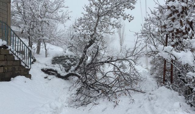 Hakkari’de yoğun kar yağışı ağaç devirdi