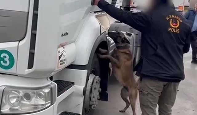 TIR'da 53 kilo skunk ele geçirildi; 2 gözaltı