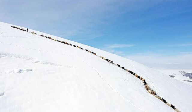 Ağrı’da sürülerin tek sıra beslenme yolculuğu