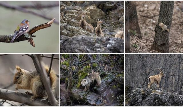 Doğal yaşamın kalbi Munzur Vadisi