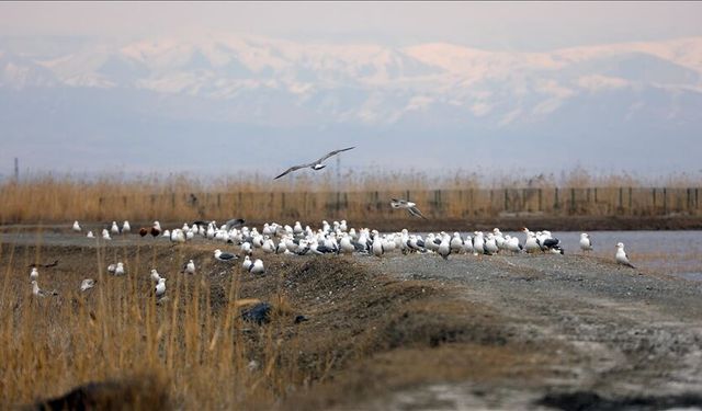 Ağrı Dağı eteklerine göçmen kuşlar gelmeye başladı