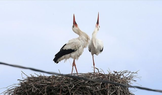 Köyün misafiri leylekler 44 yıldır aynı yerde
