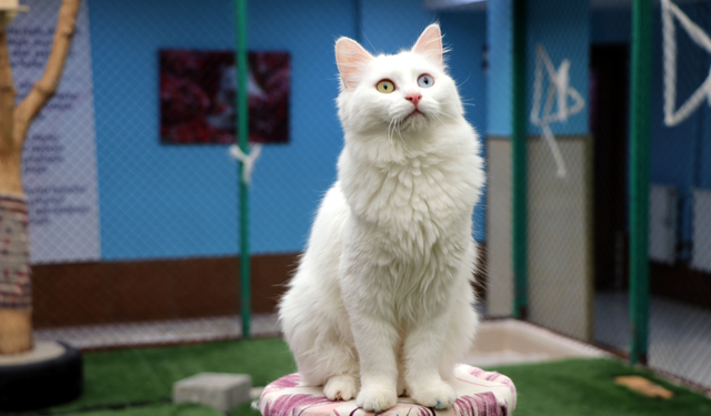 Van Kedi Villası'nın, yeni üyeleri için hazırlıklar başladı