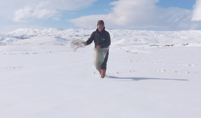 Hakkari’de karla kaplı tarlaya yonca ekti