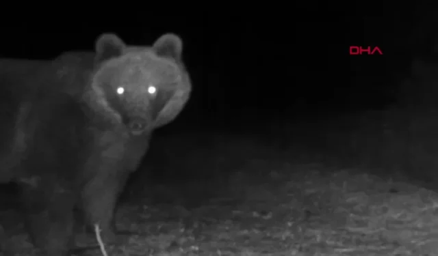Karabük- Bozayılar fotokapanla görüntülendi