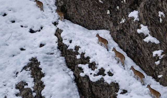 Sümbül Dağı’nda dağ keçileri görüntülendi
