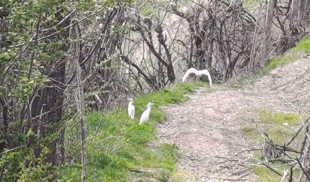 Bu kuş türü Hakkari’de ilk defa görüldü