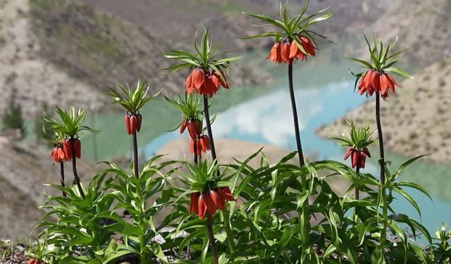 Şırnak’ta ters laleler doğayı renklendirdi