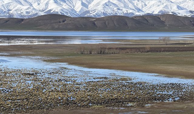 Hakkari'deki Nehil Sazlığı'nda su seviyesi yükseldi