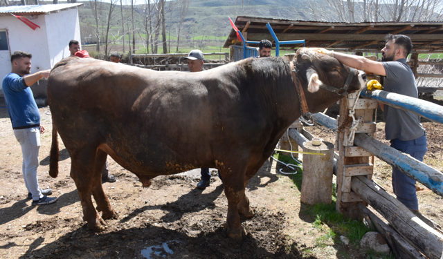 Sivas’ta büyükbaş kurbanlıklar piyasaya çıktı
