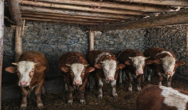 Hakkari'de doğal beslenen kurbanlıklar alıcı bekliyor