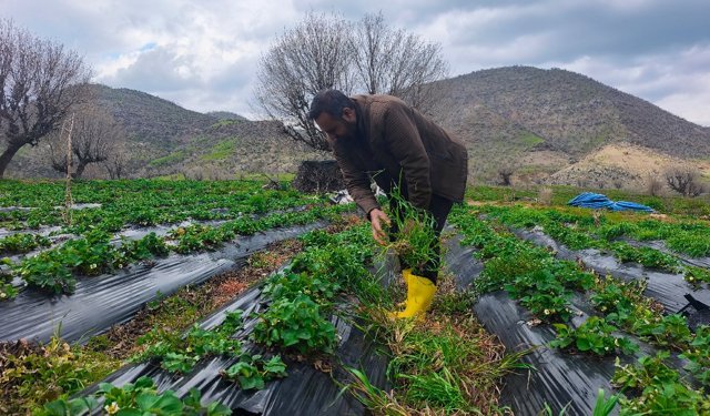 Sason çileğinde hasat mayısa kaldı