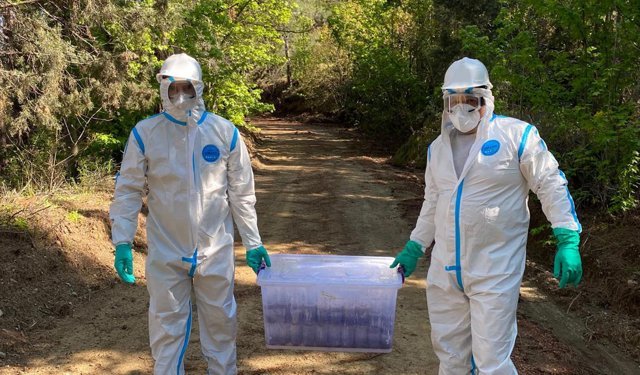 Ormanlara ‘terminatör böcek’ salındı