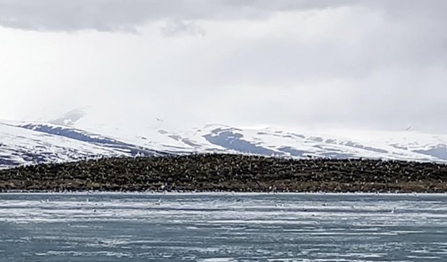 Çıldır Gölü, kuş cennetine döndü