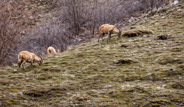 Hakkari'de dağ keçilerinin oyunu görüntülendi