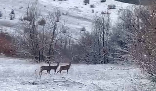 Erzincan Refahiye'de kızılgeyikler görüntülendi