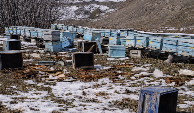 Hakkari'de ayılar 40 arı kovanını parçaladı