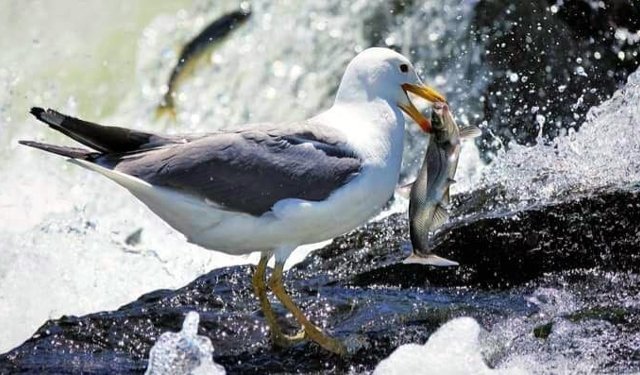 İnci kefalinin üreme göçüne sıkı takip