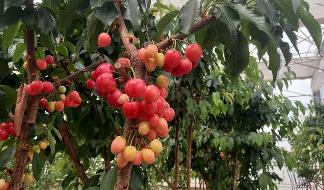Jeotermal serada kiraz hasadı başladı